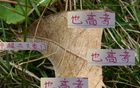 中超豪門(mén)6月7日戰(zhàn)，海港進(jìn)球七粒領(lǐng)跑