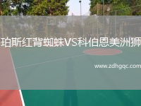 珀斯紅背蜘蛛VS科伯恩美洲獅